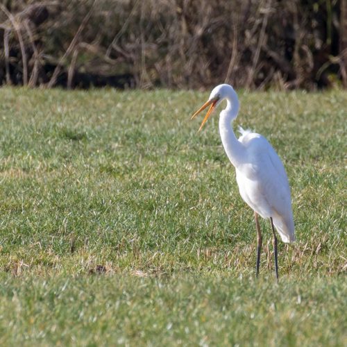 zilver reiger