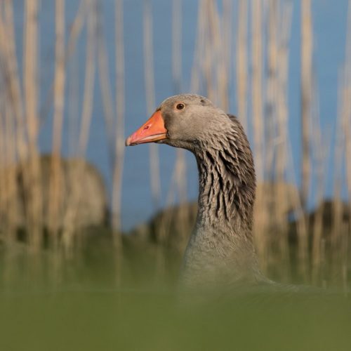 grauwe gans
