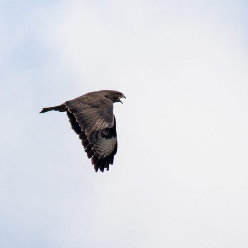 buizerd