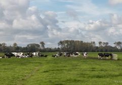 landschappen