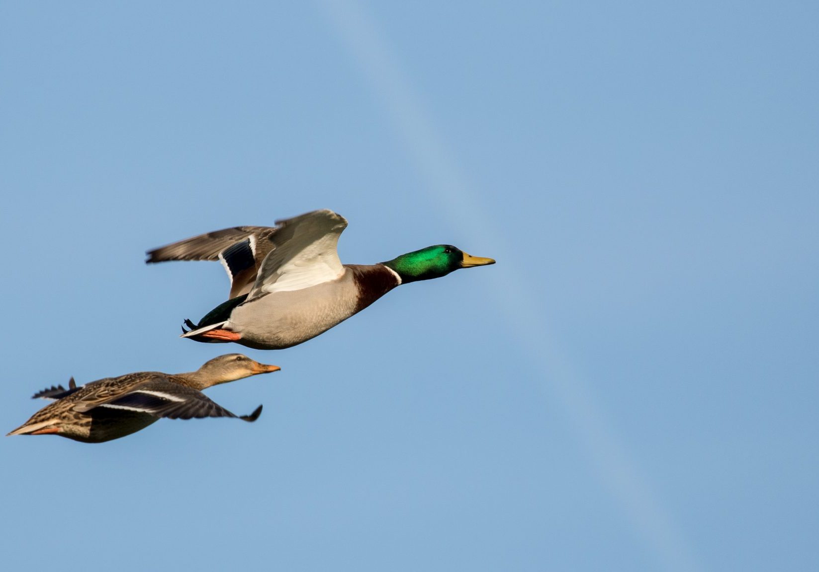 vogels in vlucht