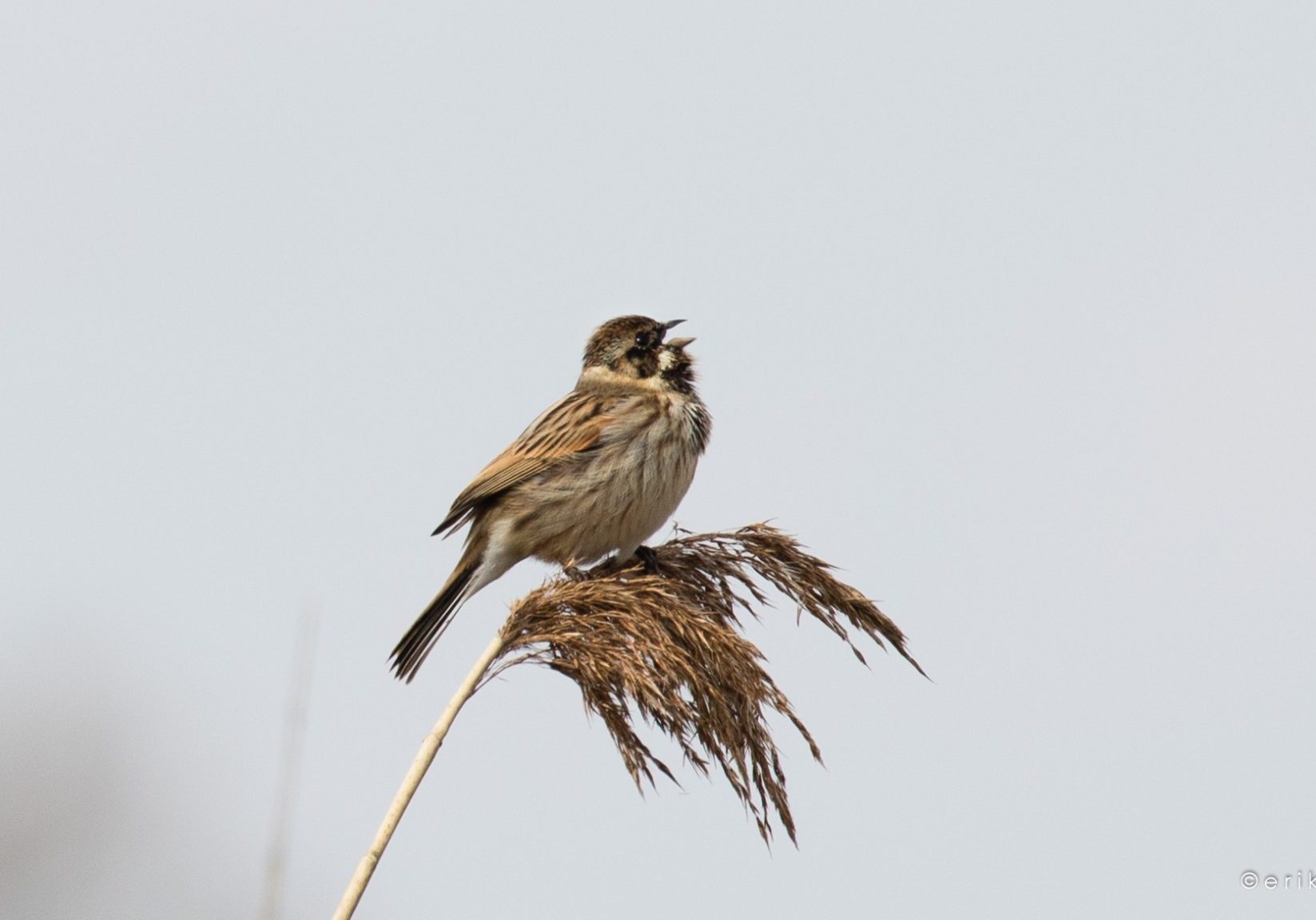vogeltjes kijken!!!