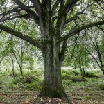test landschap-12