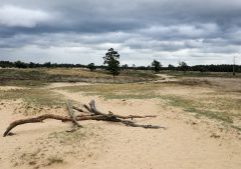 Loonse en Drunense duinen